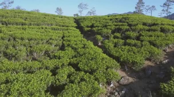 Taze yeşil tarlaları olan sonsuz tropikal dağlık arazi — Stok video