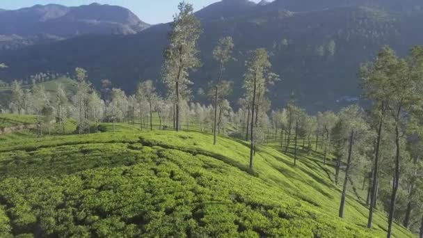无尽的热带高地，有新鲜的绿色种植园 — 图库视频影像