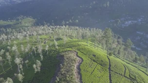 Nekonečná tropická vysočina s čerstvými zelenými plantážemi — Stock video