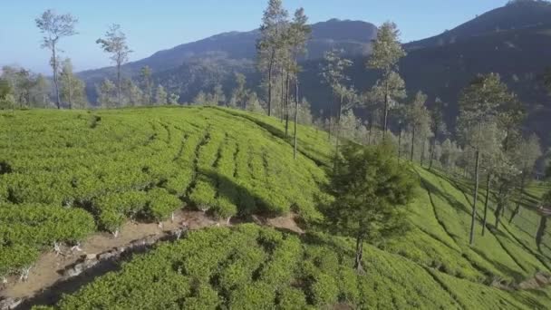 Eindeloze tropische hooglanden met frisse groene plantages — Stockvideo