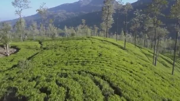 Eindeloze tropische hooglanden met frisse groene plantages — Stockvideo