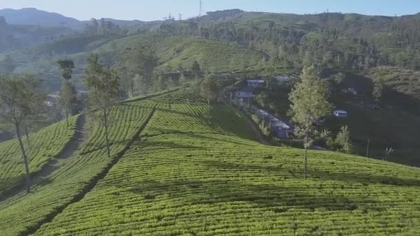 Nekonečná tropická vysočina s čerstvými zelenými plantážemi — Stock video