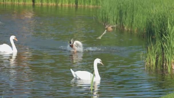 Cigni e anatre nuotano nello stagno contro la fontana in streaming — Video Stock