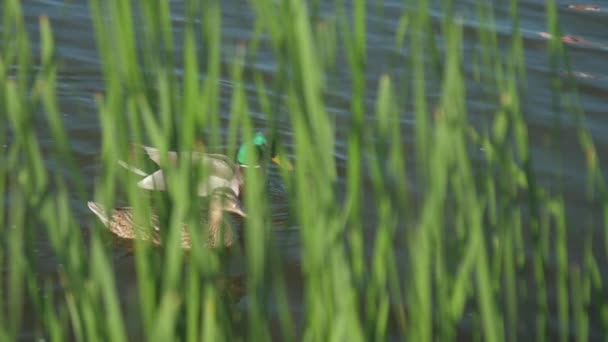 アヒルの羽が葦で湖を泳いでいます — ストック動画