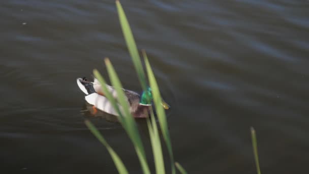 Утка закрывает крылья над водой купаясь в озере с тростником — стоковое видео