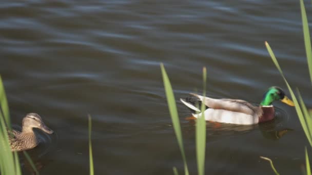 Крила качок над водою, що плаває в озері з очеретом — стокове відео