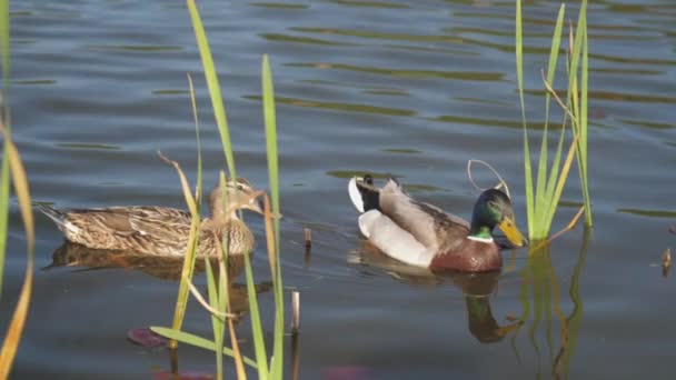 Duck flaps wings over water swimming in lake with reeds — Stock Video