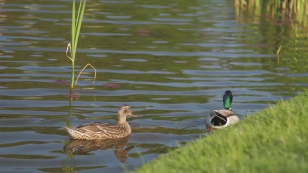 오리는 갈대를 가지고 호수에서 헤엄치는 물 위로 날갯짓을 한다 — 비디오