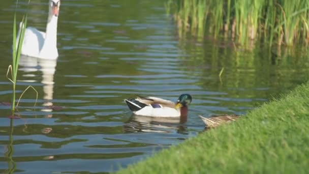 アヒルの羽が葦で湖を泳いでいます — ストック動画