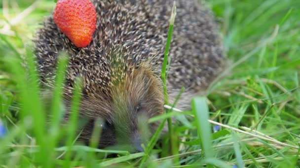 Hedgehog with strawberry on needles hides in forest grass — Stock Video