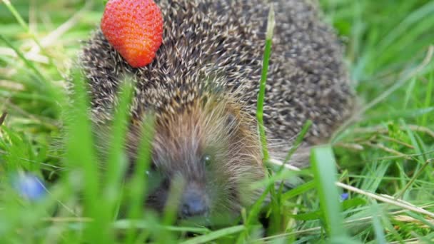 Igel mit Erdbeere auf Nadeln versteckt sich im Waldgras — Stockvideo