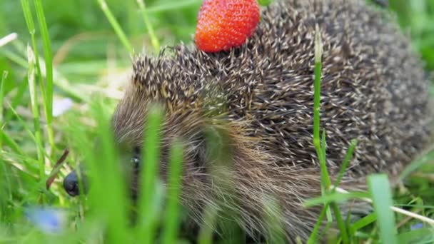 Igelkott med jordgubbe på barr gömmer sig i skogsgräset — Stockvideo