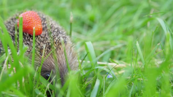 Hedgehog with strawberry on needles hides in forest grass — Stock Video