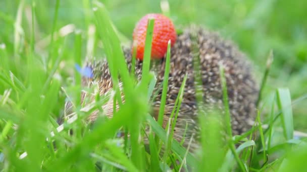 Hedgehog with strawberry on needles hides in forest grass — Stock Video