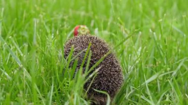 Çilekli kirpi iğneli orman çimlerinde saklanıyor.