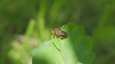 Çilekli kirpi iğneli orman çimlerinde saklanıyor.