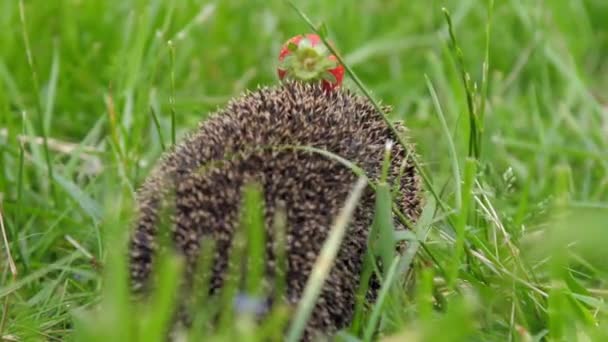 Riccio con fragola su aghi si nasconde in erba di foresta — Video Stock