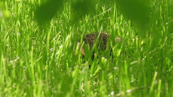 Riccio con fragola su aghi si nasconde in erba di foresta — Video Stock