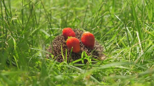 Ёжик с клубникой на иголках прячется в лесной траве — стоковое видео
