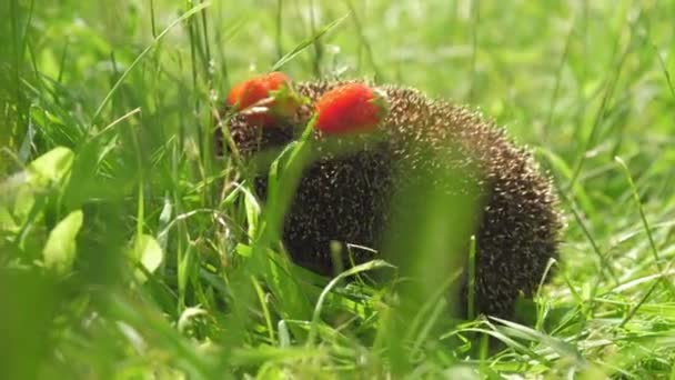 Egel met aardbei op naalden huiden in bosgras — Stockvideo