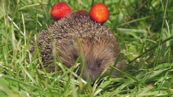 Igel mit Erdbeere auf Nadeln versteckt sich im Waldgras — Stockvideo