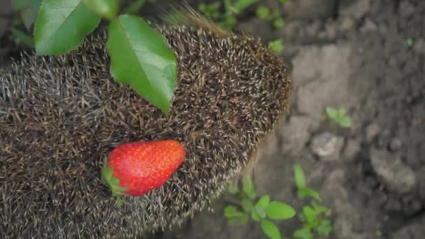 Jeż niesie truskawki na plecach i siedzi na asfaltowej drodze — Wideo stockowe