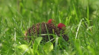 Çilekli kirpi derisi yeşil çimlerde oturuyor.