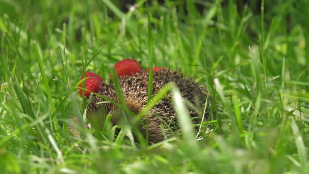 Hedgehog with strawberries hides sitting in green grass — Stock Video