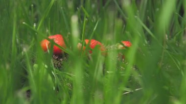 Çilekli kirpi derisi yeşil çimlerde oturuyor.