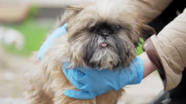 Person hands in blue sterile gloves pets funny small dog — Stock Video