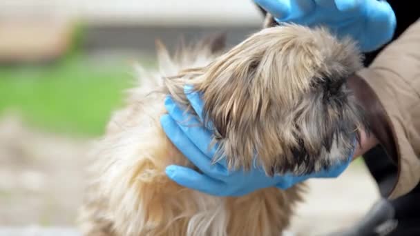 Person hands in blue sterile gloves pets funny small dog — Stock Video