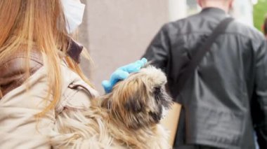 Tek kullanımlık maskeli esmer ve eldivenli kadın, köpeği kuyrukta tutuyor.