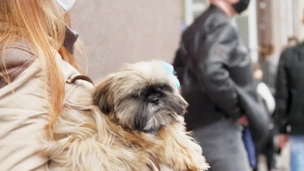 Brunette in wegwerp masker en handschoenen houdt hond in de wachtrij — Stockvideo