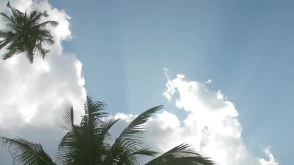 Palma z bujnymi długimi liśćmi falującymi w lekkim wietrze — Wideo stockowe