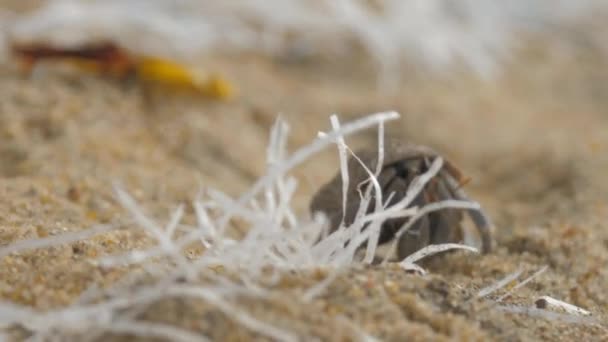 Crustacés rampe sur le sable jaune parmi les déchets plastiques jetés par l'océan sur la plage vue de près extrême — Video