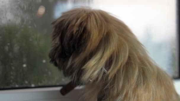 Schattig beige hondje zit bij het raam en kijkt naar regen — Stockvideo