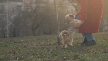 Uzun saçlı bayan gri ceketli küçük tüylü köpeği eğitiyor.