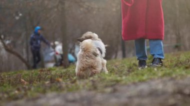 Komik köpek tüylü kürkü sallıyor ve sahibinin etrafında dolaşıyor.