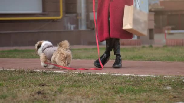 Young woman in long red coat walks with dog in jacket — Stock Video