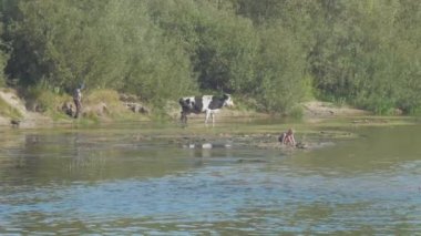 Temiz nehir kıyısı, koca inek ve boynunda çocuk tutan bir adam.