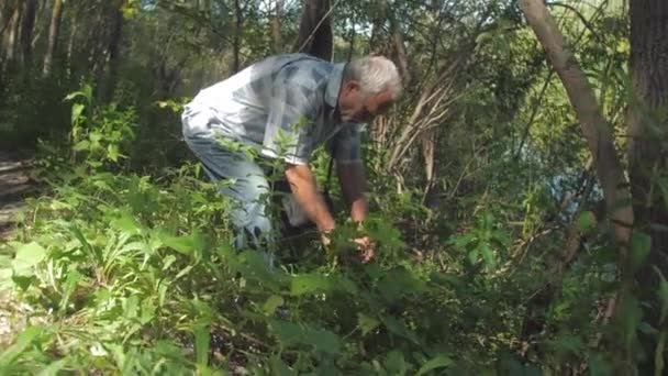 Férfi szürke hajjal sétál a buja erdőben a napsütéses napon — Stock videók