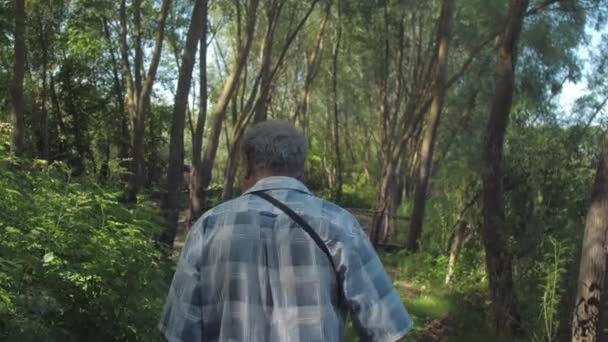 Férfi szürke hajjal sétál a buja erdőben a napsütéses napon — Stock videók