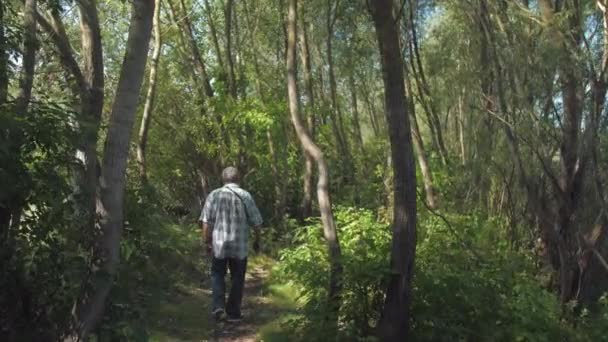 Muž s šedými vlasy procházky podél svěží les na slunný den — Stock video