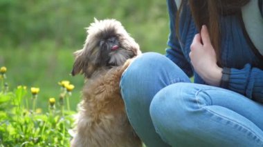 Çin İmparatorluk Köpeği kanişin yanındaki çiçeklerle çimenlerde oturur.