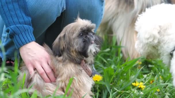 Cane imperiale cinese si siede in erba con fiori vicino barboncino — Video Stock
