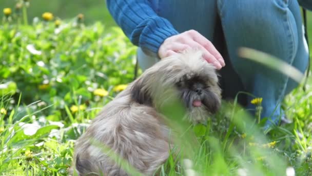 Chinese Imperial Dog senta-se na grama com flores perto de poodle — Vídeo de Stock