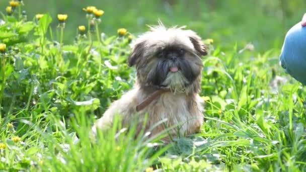 Perro Imperial Chino se sienta en la hierba con flores cerca de caniche — Vídeos de Stock