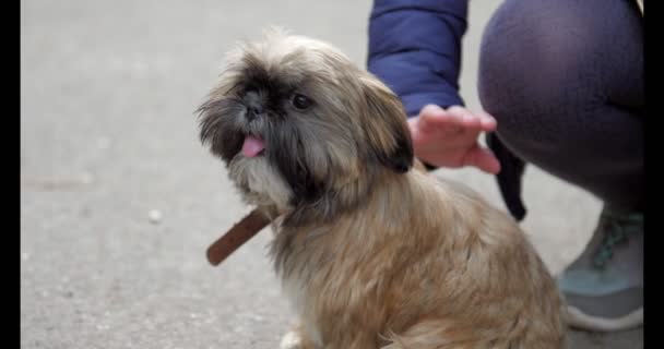 Kvinna hand husdjur bedårande liten beige kinesisk Imperial hund — Stockvideo