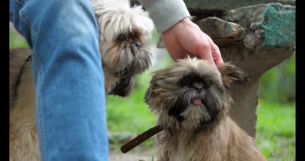 Hombre mano mascotas perro sentado cerca de grande chino imperial amigo — Vídeo de stock