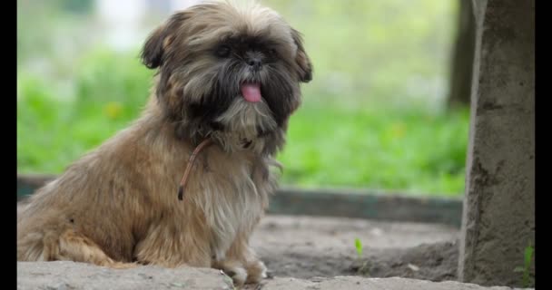 大きな中国帝国の友人の近くに座っている男の手のペット犬 — ストック動画